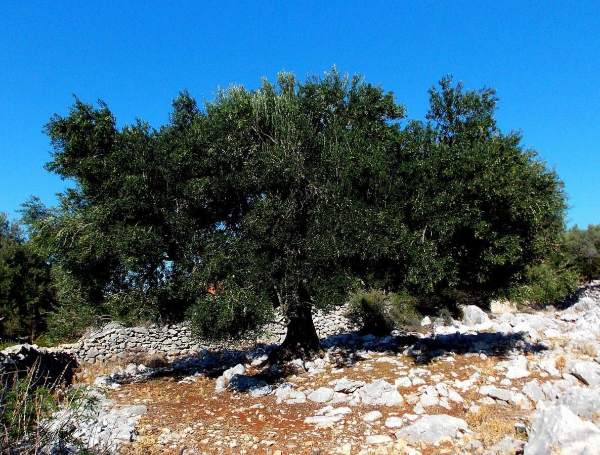Apartment Olive House Rab Barbat na Rabu Εξωτερικό φωτογραφία